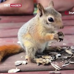 Bahçede bulduğu sincap en yakın arkadaşı oldu