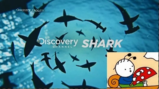 Discovery Channel Italy Shark ID Bloopers