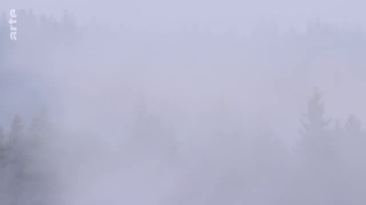 Der Wald der wilden Katzen