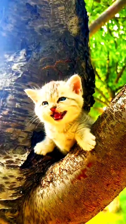 Nice look cat running on tree beautiful place #nicelook#beautiful#naturalbeauty933#tips#night#trendvideo#trwndingvideo#night#fight#ranking#foryou