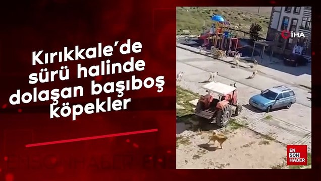 Kırıkkale'de sürü halinde dolaşan başıboş köpekler
