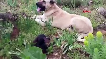 Erzurum'da Sadık Köpek Kral 🐾