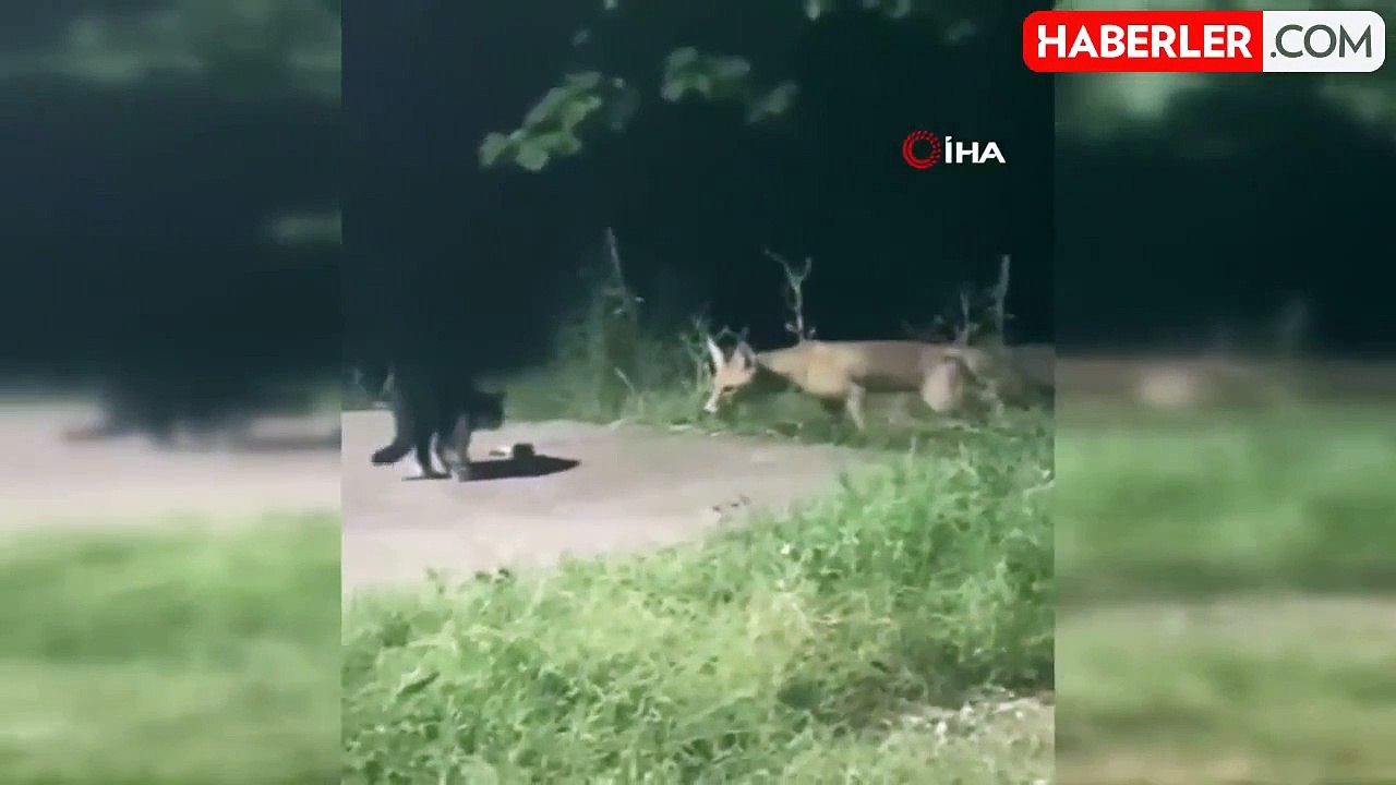 Kedi ve tilkinin ekmek kavgası gülümsetti