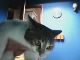 mon chat a moi