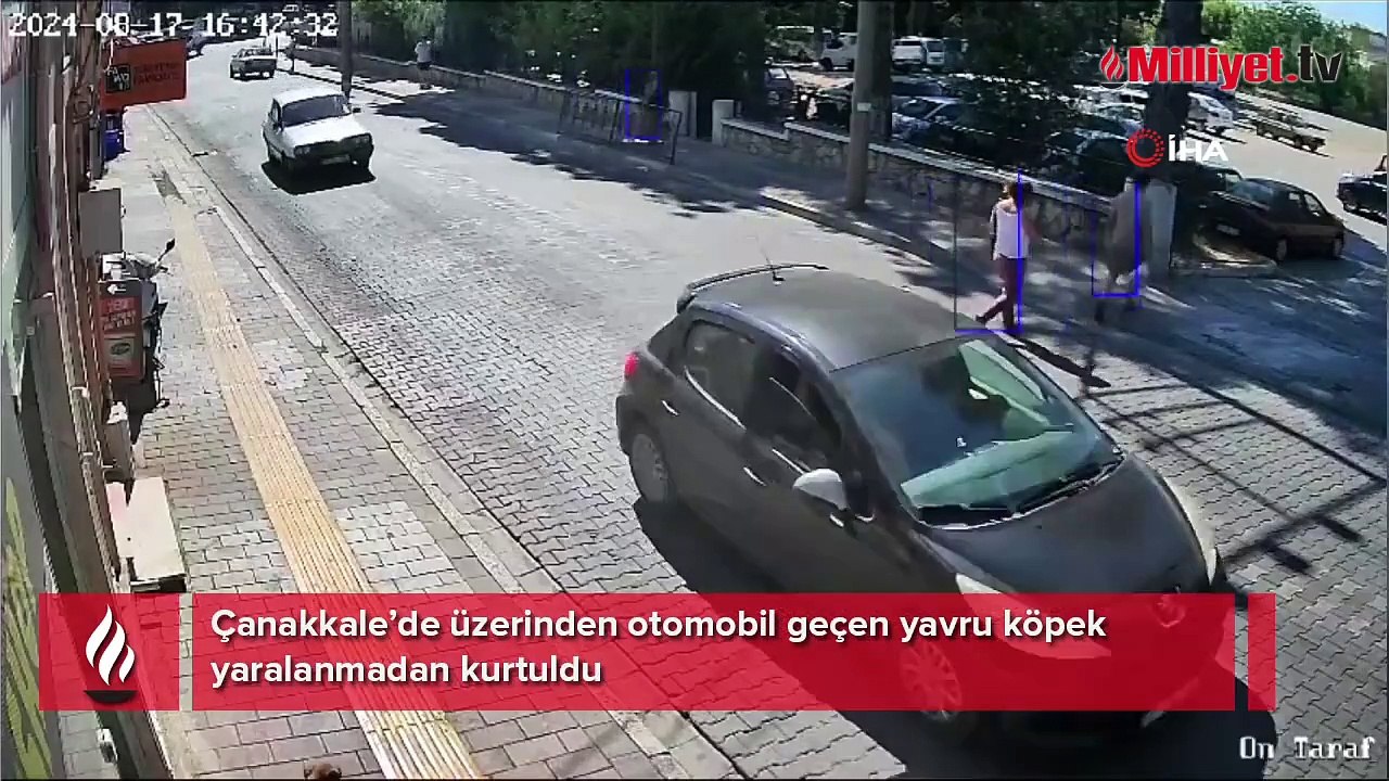 Çanakkale'de inanılmaz kurtuluş: Üzerinden otomobil geçen yavru köpek yaralanmadan kurtuldu