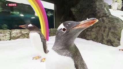 Un pingouin gay dévasté par la perte de son partenaire