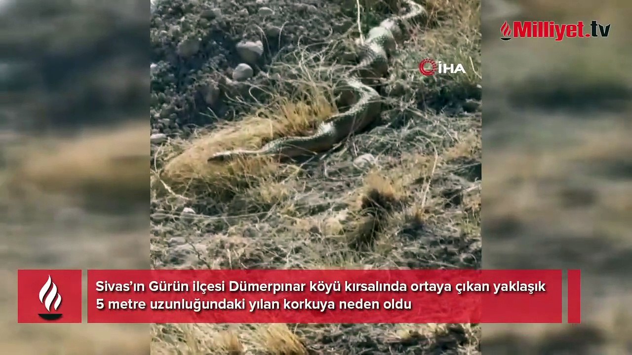 Sivas'ta 5 metrelik dev yılan paniği! 'Korkup geri kaçtık'