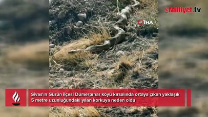 Sivas'ta 5 metrelik dev yılan paniği! 'Korkup geri kaçtık'