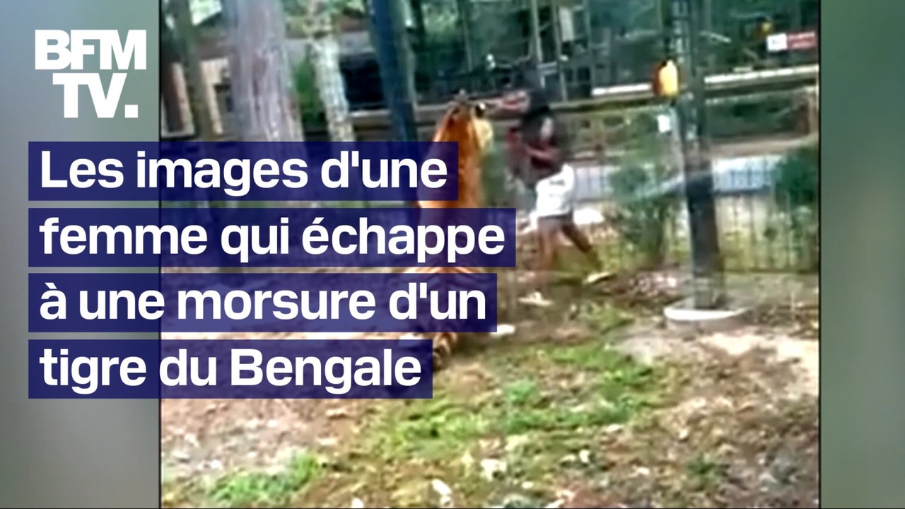 États-Unis: une visiteuse enjambe la clôture d’un zoo du New Jersey et échappe à la morsure d’un tigre du Bengale