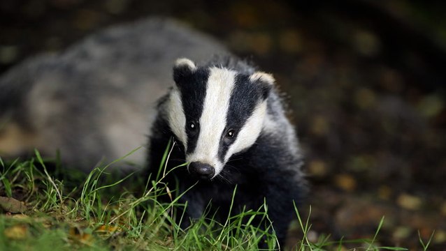 LBC bizarrely caller suggests shipping TB-ridden badgers to Falklands and Shetland islands