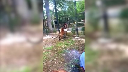 Tiger lunges at zoo visitor after she jumps enclosure fence