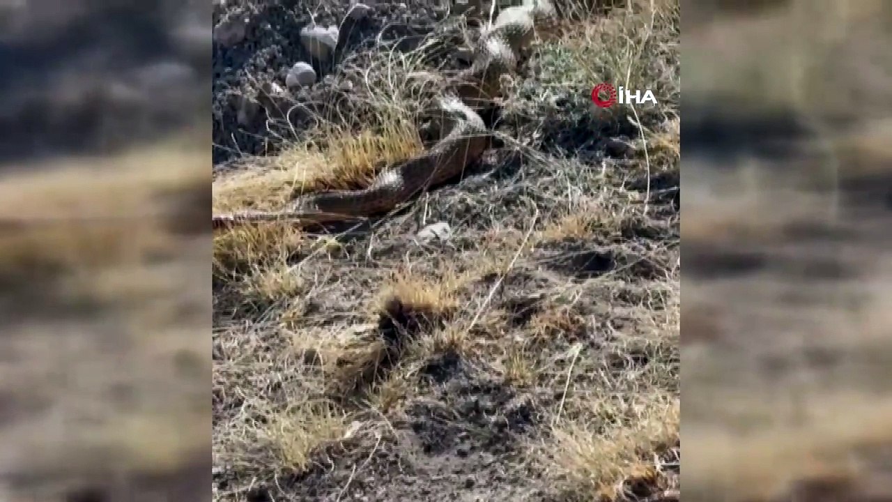 Sivas'ta 5 Metrelik Dev Yılan: "En Son 1998'te Görüldü"
