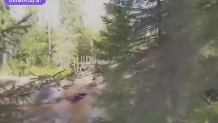 Un biólogo pilla in fraganti a una máquina forestal arrollando una especie de mejillones en peligro de extinción