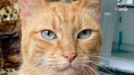 Katze ist bei schwangerer Frau sehr anhänglich: Nach der Geburt wird klar warum