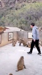 Brothers monkey hand speed is too fast, haha the monkey has become a spirit. please do not imitate