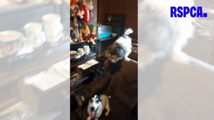 Sheffield family given animal ban after 22 pets kept in horrendous & dirty conditions