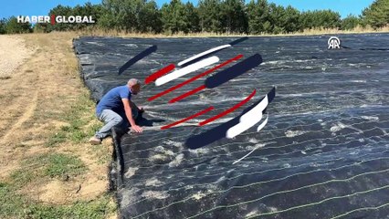 Safran yetiştiriciliğinde yöntem değişikliği: Erken çiçek açması hedefleniyor