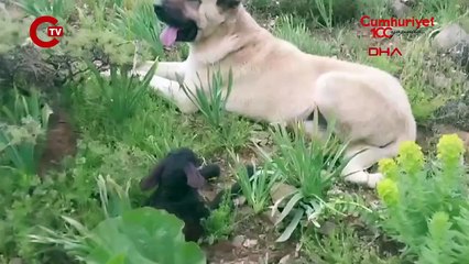 Bir kez daha krallığını yaptı ve yine sadık kaldı! O gerçek bir 'kral'