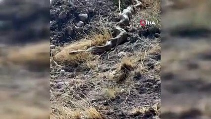 Türkiye'nin dev yılanı geri döndü: Bundan tam 26 yıl önce görülmüştü