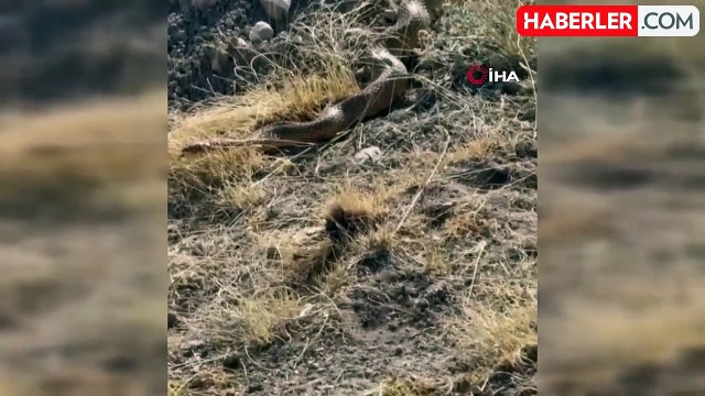 En son 26 yıl önce görülmüş! Sivas'ta kayda alınan dev yılan büyük paniğe neden oldu