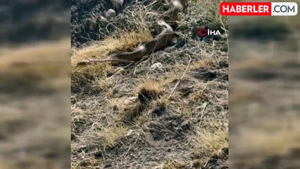 En son 26 yıl önce görülmüş! Sivas'ta kayda alınan dev yılan büyük paniğe neden oldu