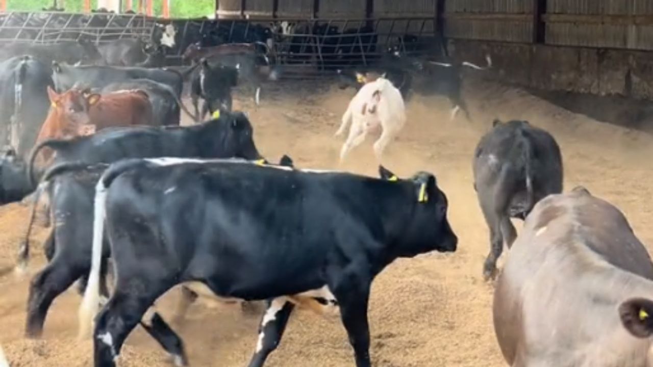 Calves chase each other playfully after being let inside their pen