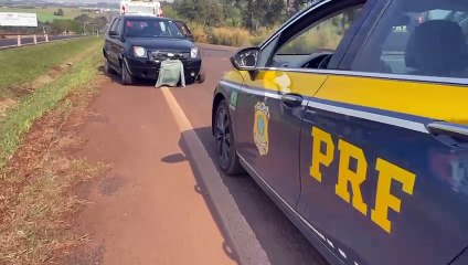 PRF prende homem com 150 kg de maconha que tentou cruzar canteiro central da BR-277