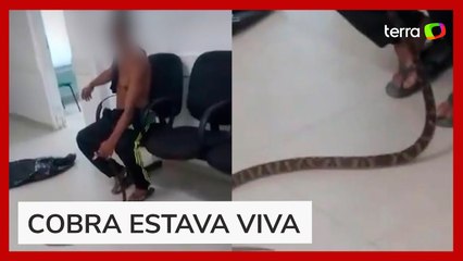 Homem é mordido por jararaca e leva o animal a UPA no litoral de SP