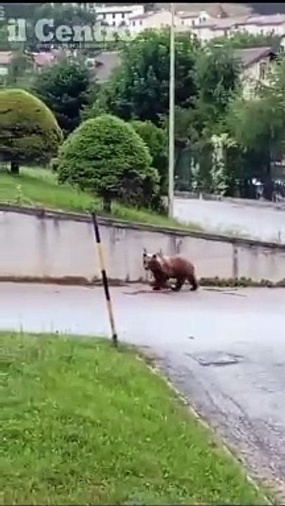 L'orso si avvicina piano piano, basta un battito di mano per farlo andare via