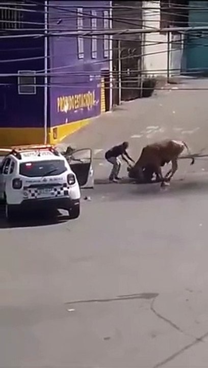 Boi é morto a tiros após avançar contra PM