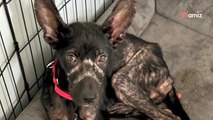 Une femme trouve un chiot sur son porche et l'amène au refuge : l'équipe est choquée face à l'état de l'animal