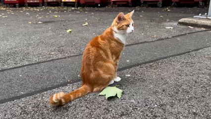 Train station cat becomes unlikely celeb attracting visitors from across the globe