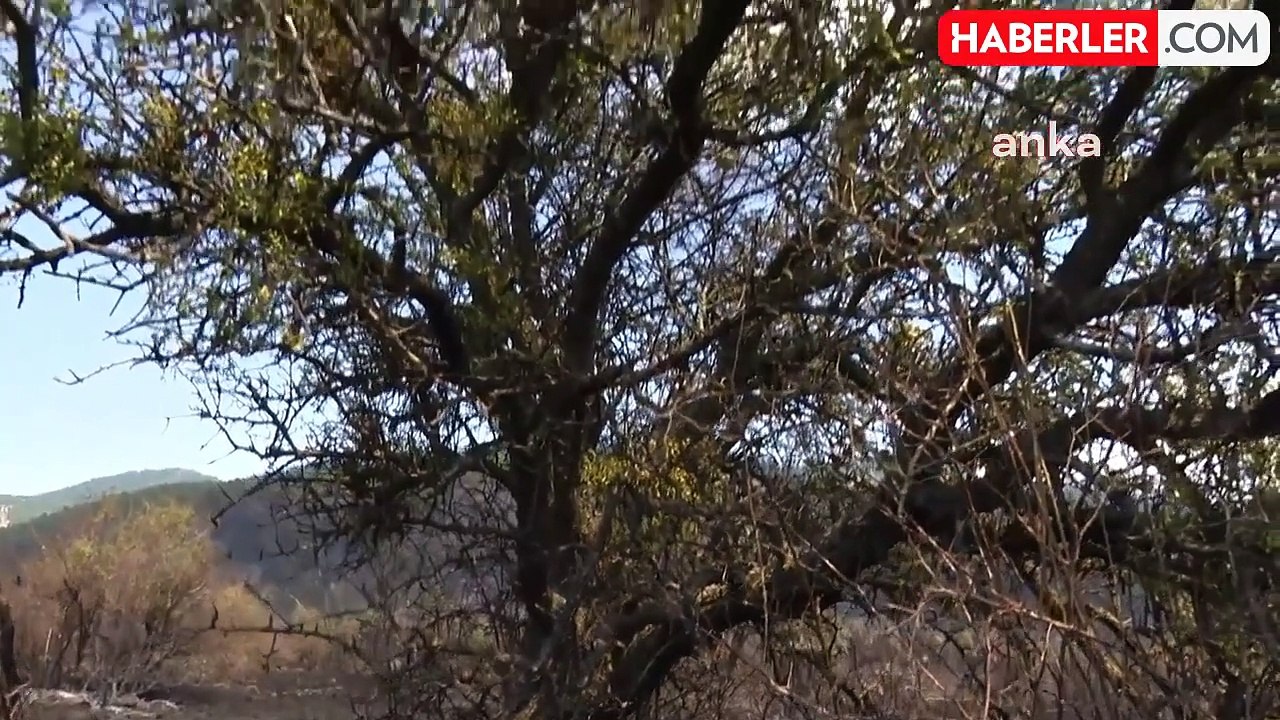 Ankara'da çıkan orman yangınında 13 yayla evi ve bir cami kül oldu