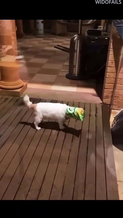 CAT FAILS #shorts #9 #funnycat #catfails #catfail #catfailcompilation  #failcompilation #funnyfails