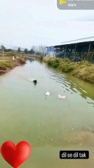 Dog catch the duck, the dog want to eat a duck