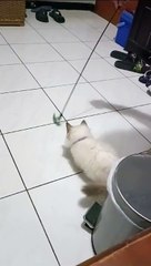 Bermain dengan kucing