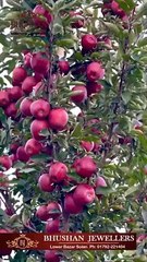 Fruit garden, fruit is most important of human life