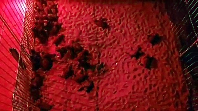 Forio d'Ischia, le immagini delle tartarughe appena nate