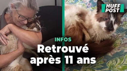Cette Américaine a retrouvé son chat 11 ans après l’avoir perdu, et c’est grâce à sa puce électronique