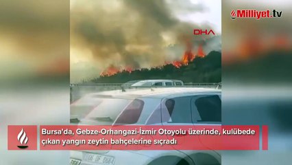 Bursa'da kulübedeki yangın, zeytin bahçelerine sıçradı
