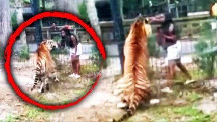 Insane Moment Woman Jumps the Enclosure Fence and Taunts a TIGER before the Beast Brutally Turns on Her at Cohanzick Zoo in Bridgeton, New Jersey