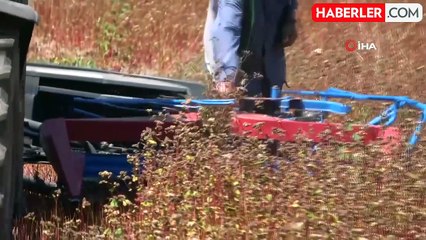 Ordu'da Karabuğday Hasadı Başladı