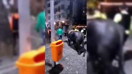 Homem leva Búfalo para tomar banho de mar em Copacabana 🐃