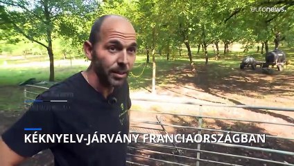 Kéknyelv-járvány terjed Franciaországban: Új veszély a kérődzőknél 🐄