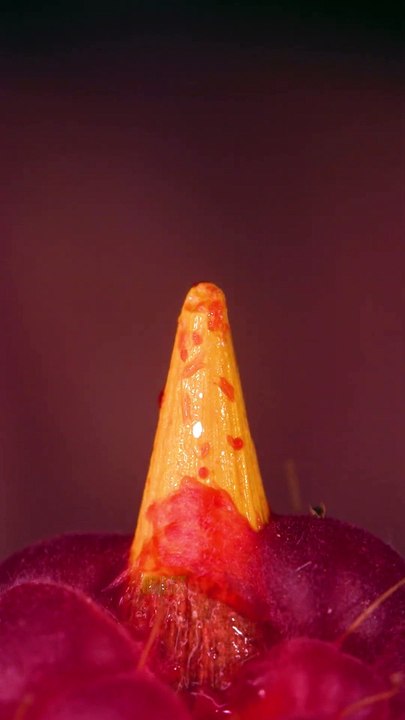 Raspberry and Pencil