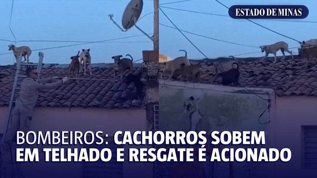 Bombeiros: cachorros sobem em telhado e resgate é acionado