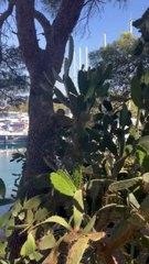 LE JARDIN DES PLANTES des îles Paklenis