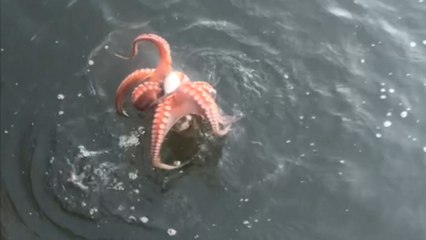 Angler and octopus engage in funny battle of strength over pufferfish