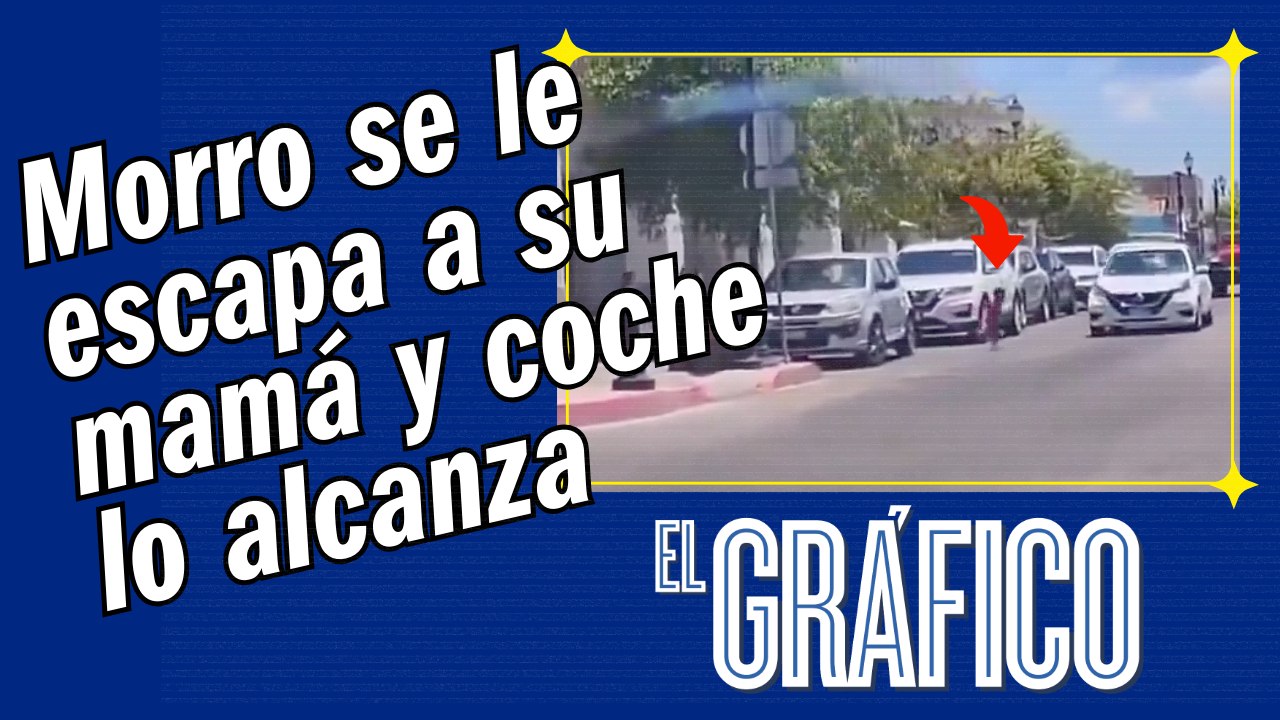 Morro se le escapa a su jefa y coche lo alcanza