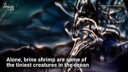 Small Insects Can Create Ocean Currents